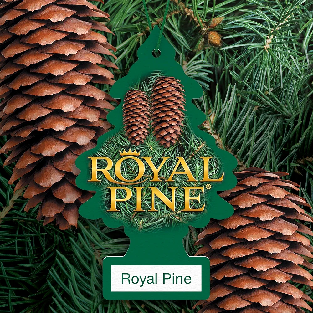 Little trees Royal Pine